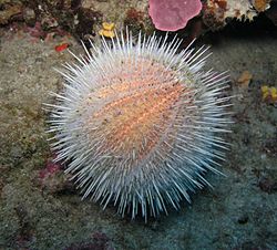 sea urchin