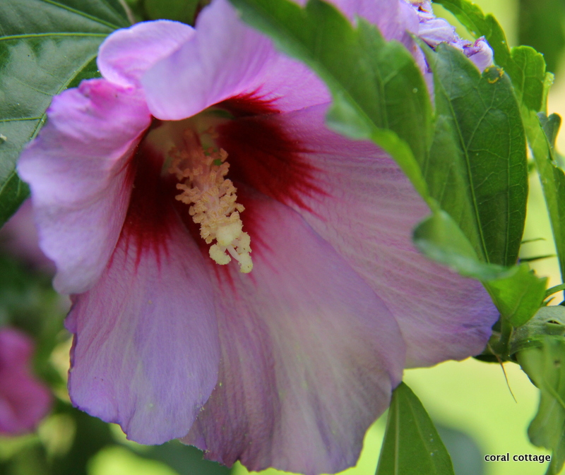 purple rose of sharon