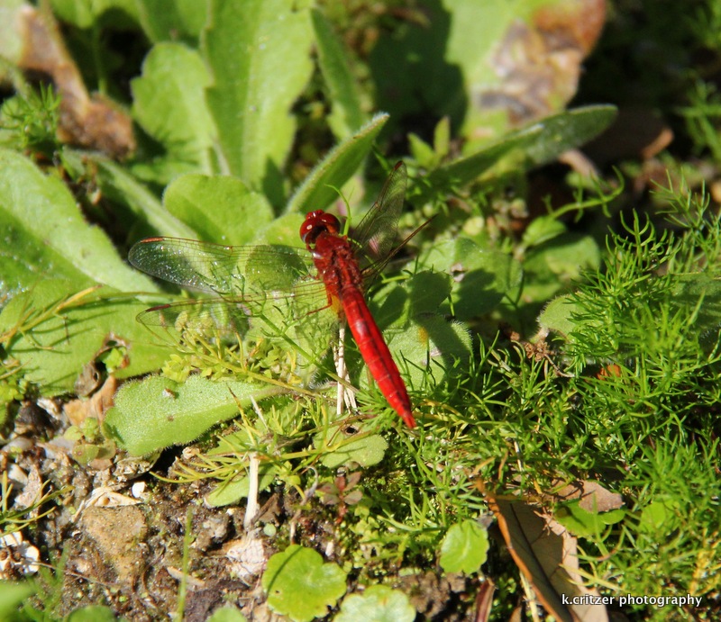 1-red dragonfly single 3