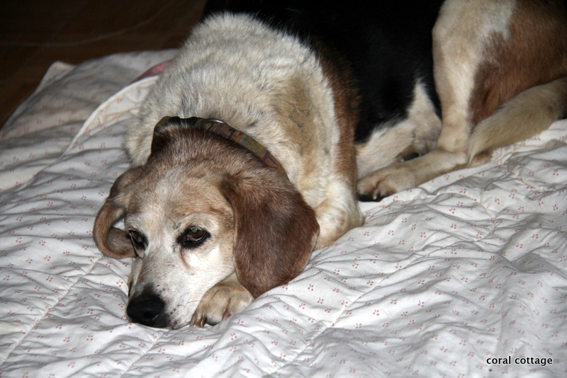 TAA DAA Betsy made it inside.