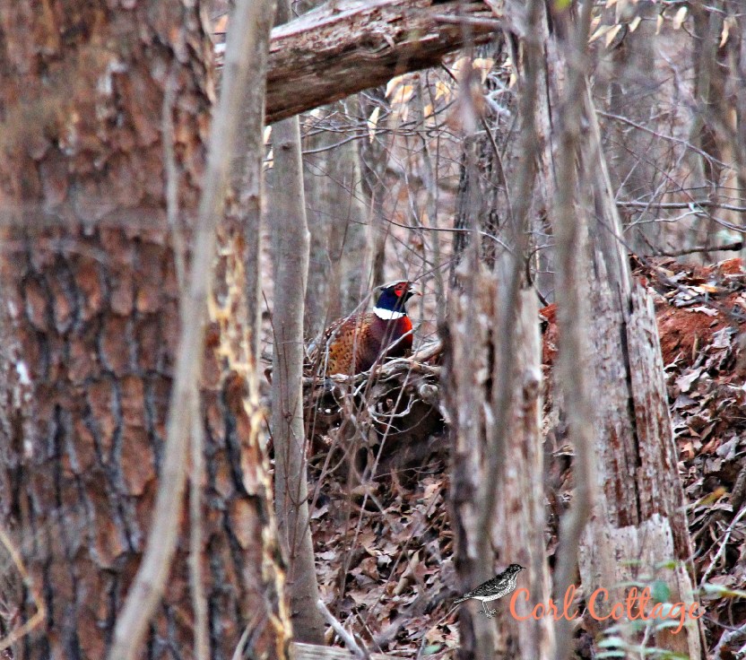pheasant inwoods.jpg