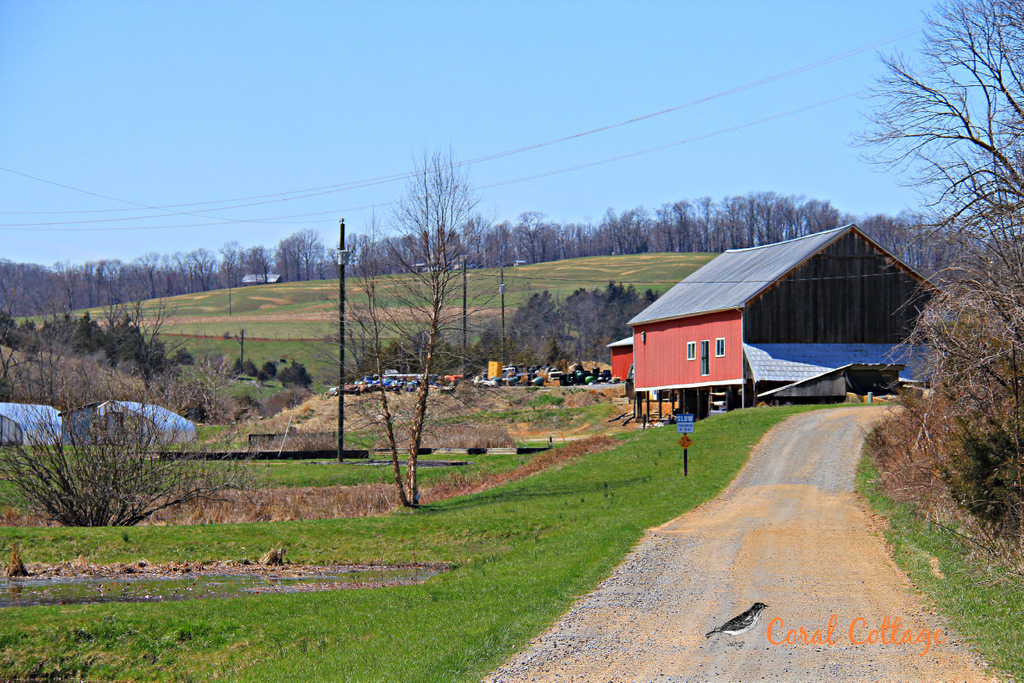 1-springdale brnIMG_7811.jpg