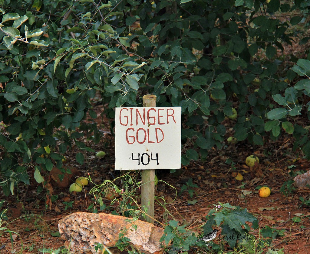 ginger gold