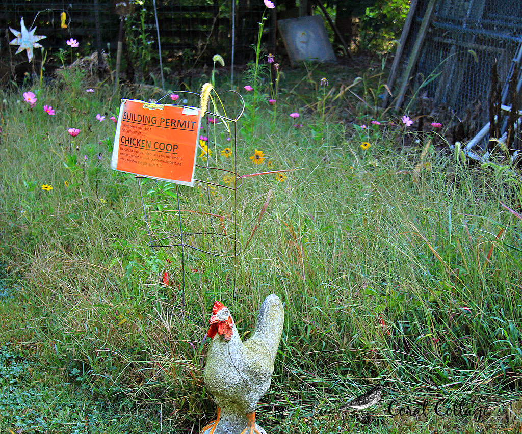 chicken building permit