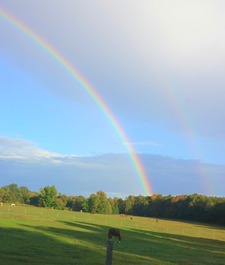 rainbow horse