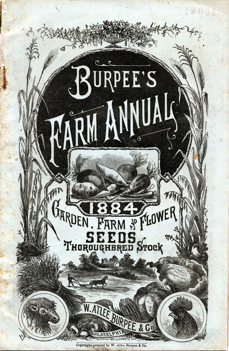 vintage burbee seeds 1884