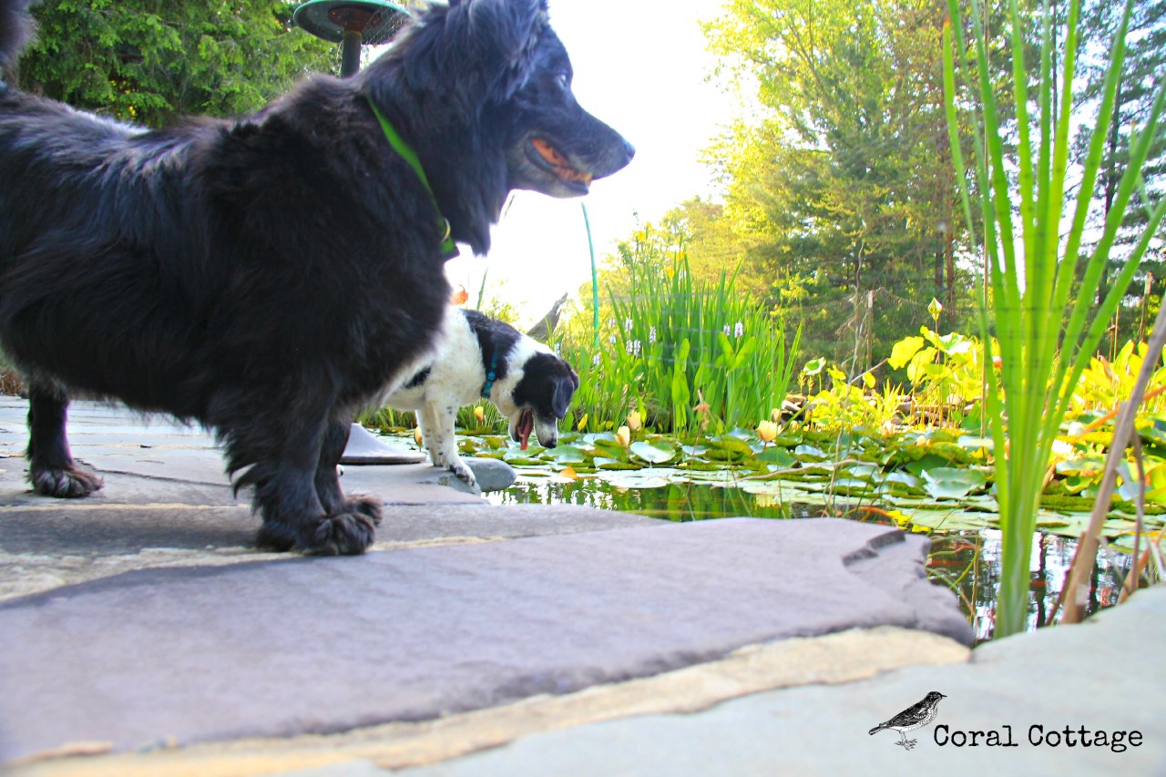 boo and peanut at the pond 1