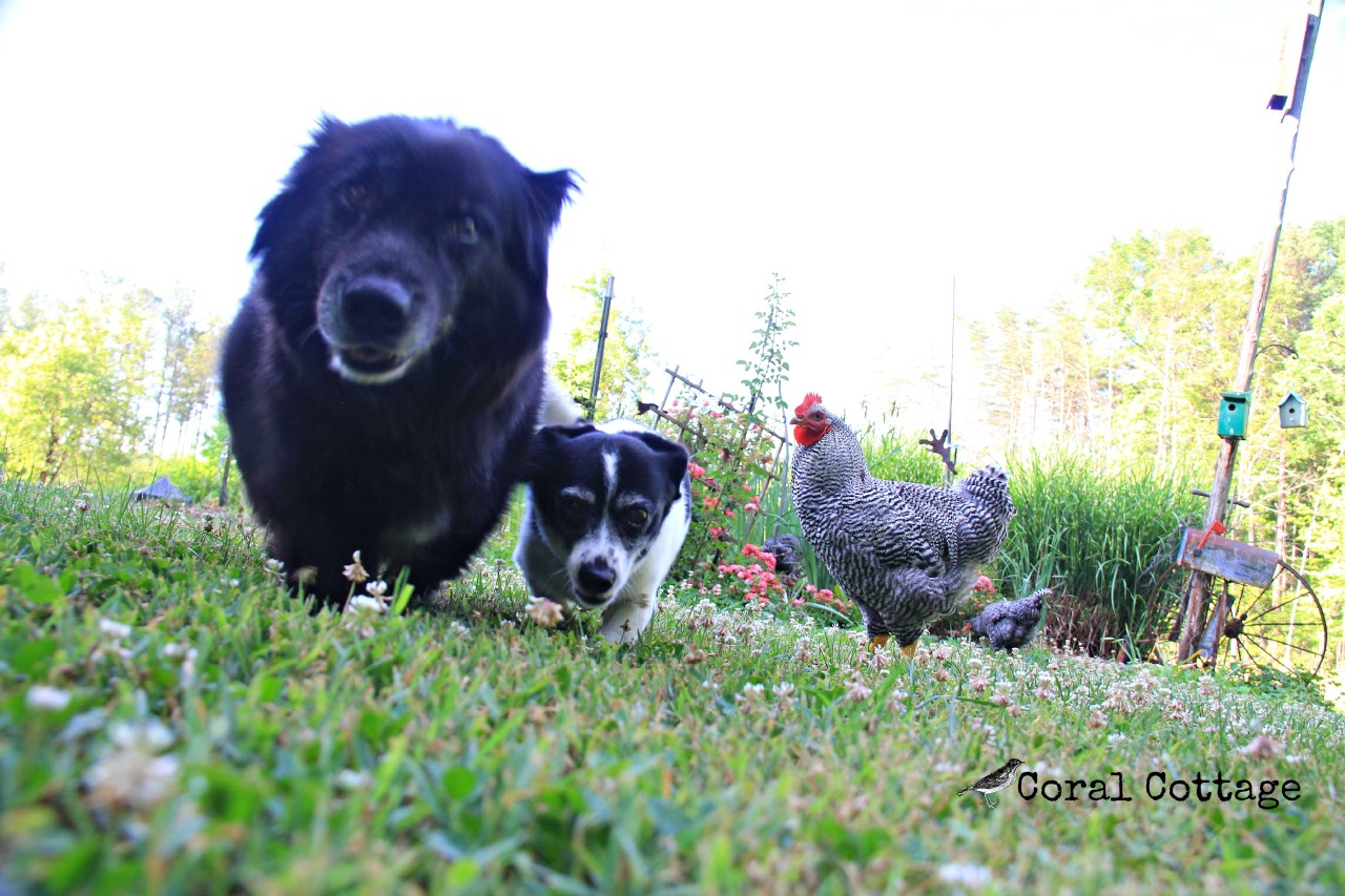 boo peanut stanley 2