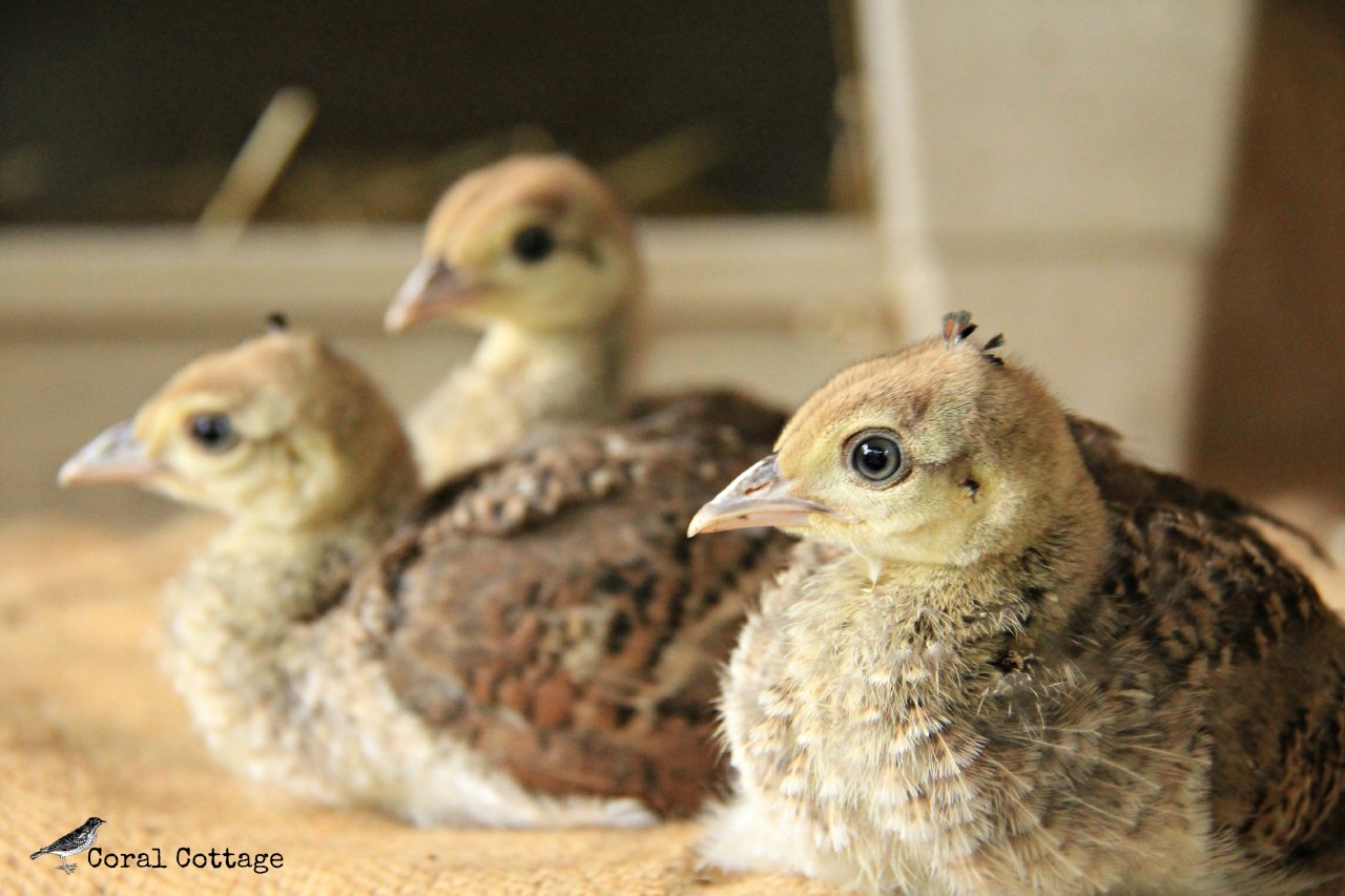 peachicks 3 weeks