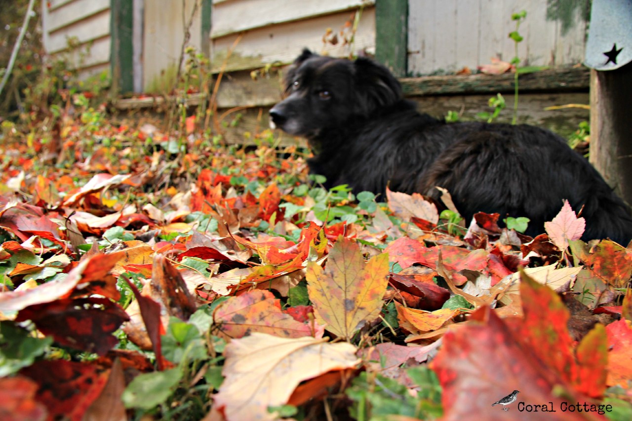 boo in fall leaves