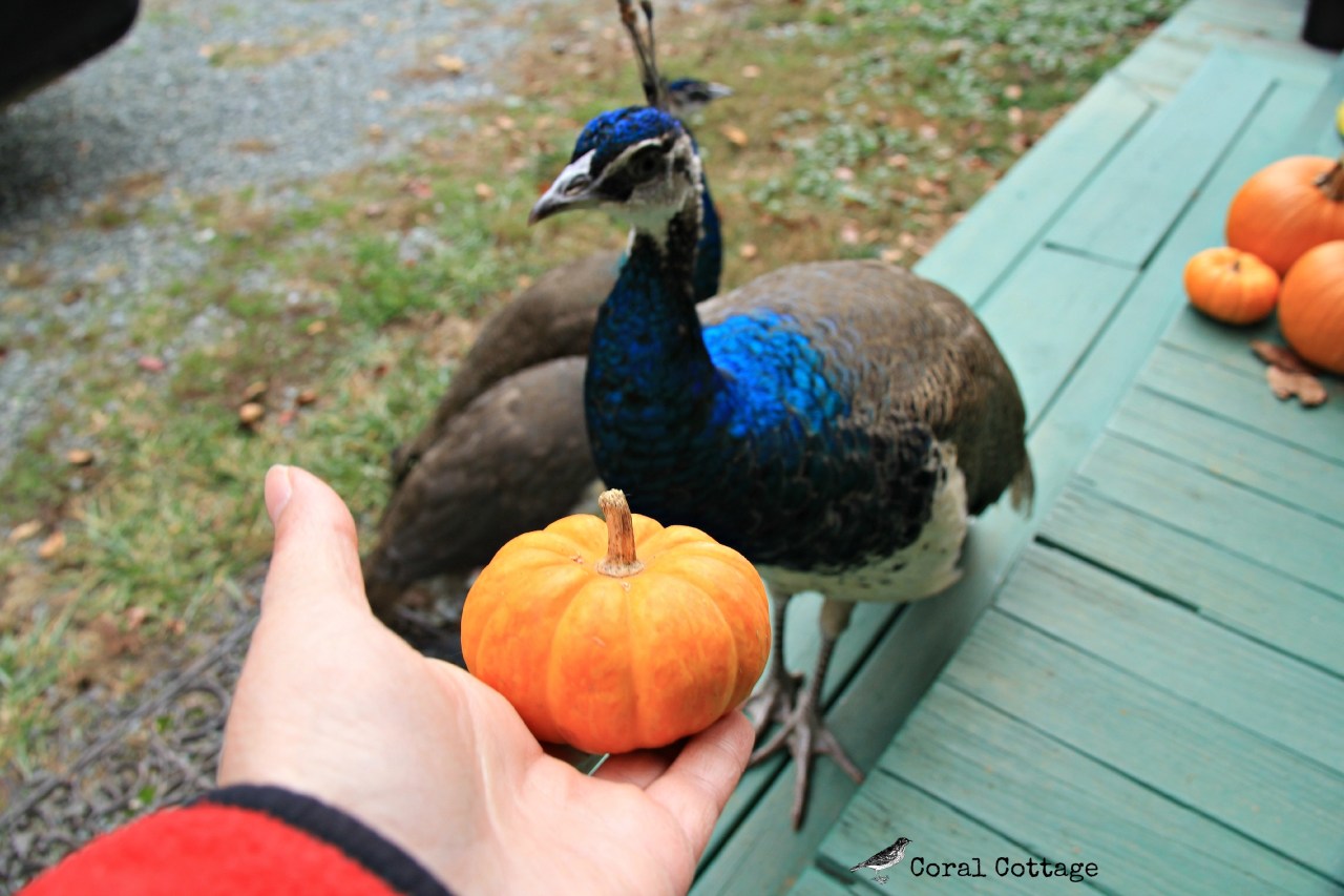 coconut have a pumpkin