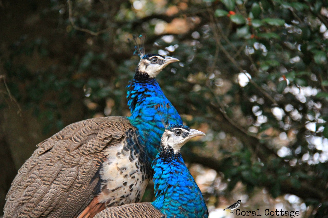 papaya and coconut 2