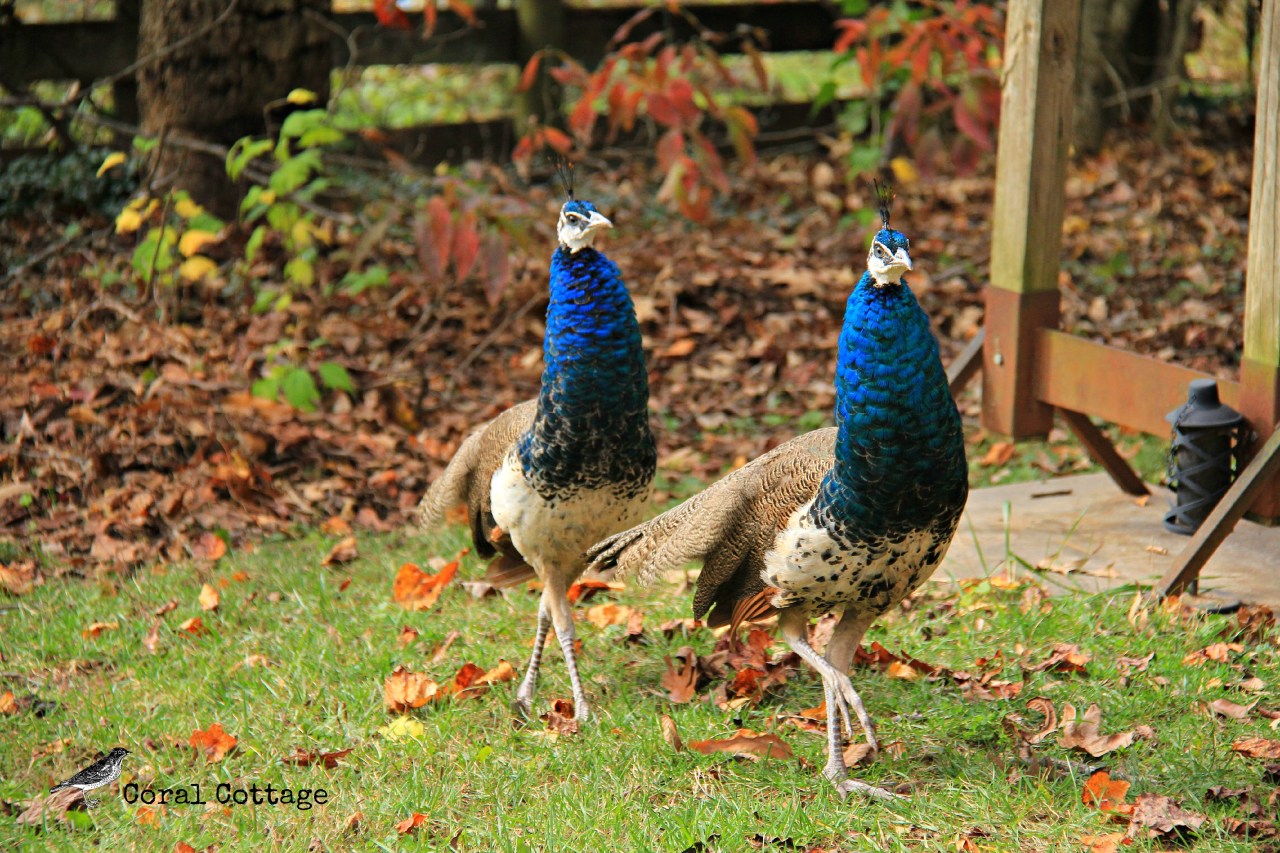 papaya and coconut 3