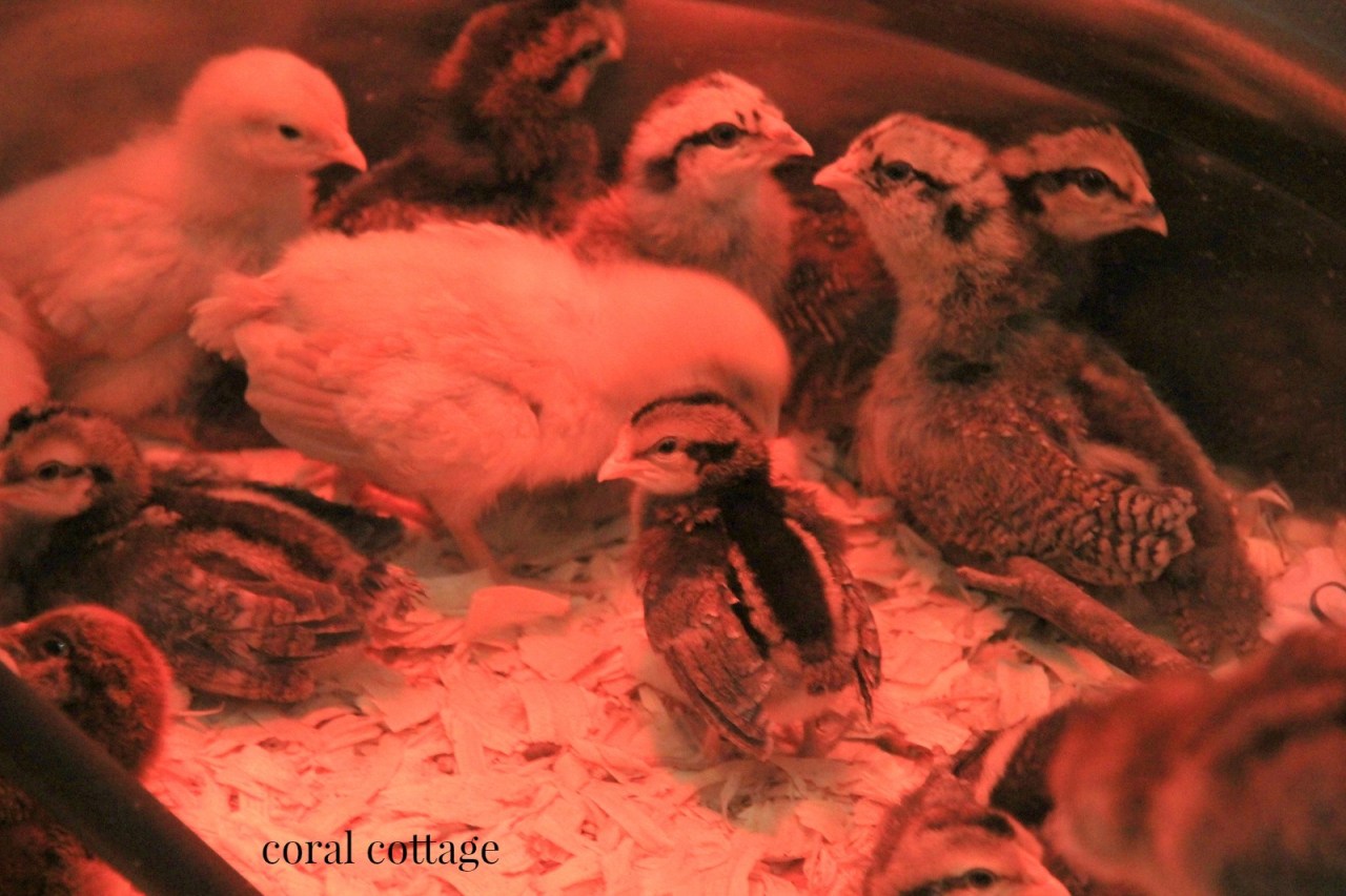 sweet pea and the girls 2