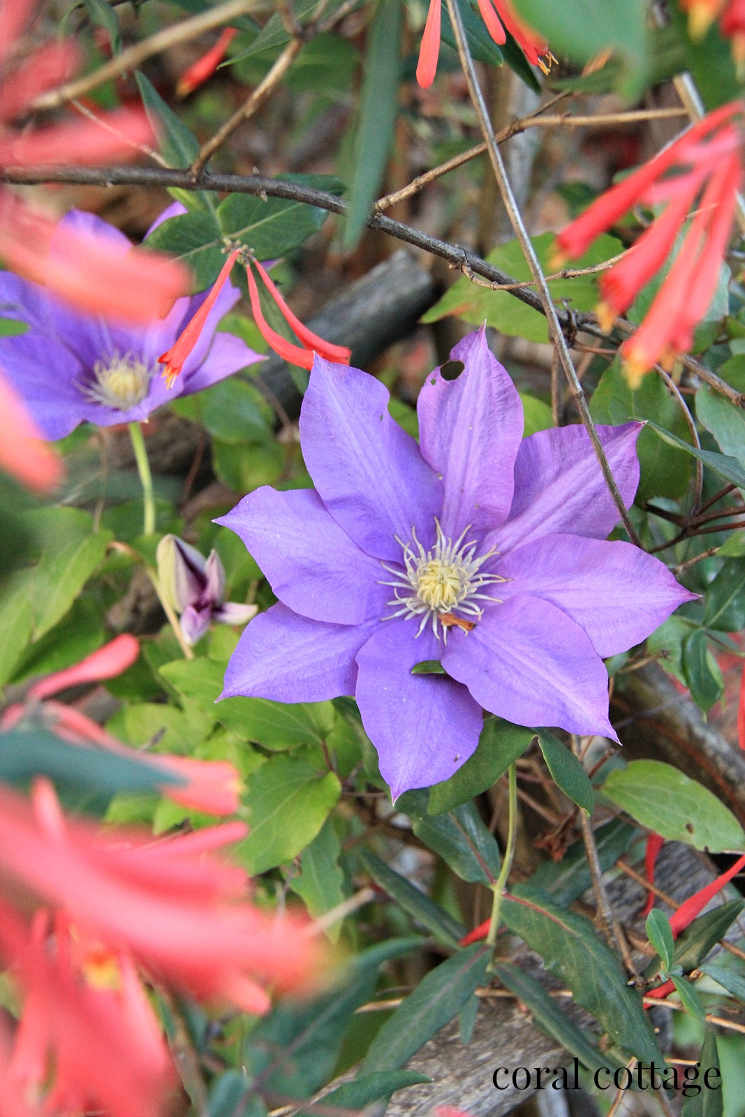 coral honeysuckle and clem