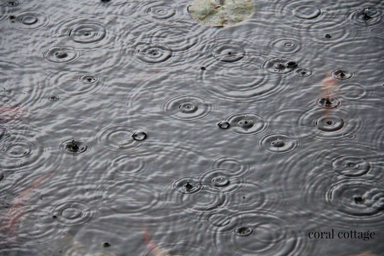 rain on the pond