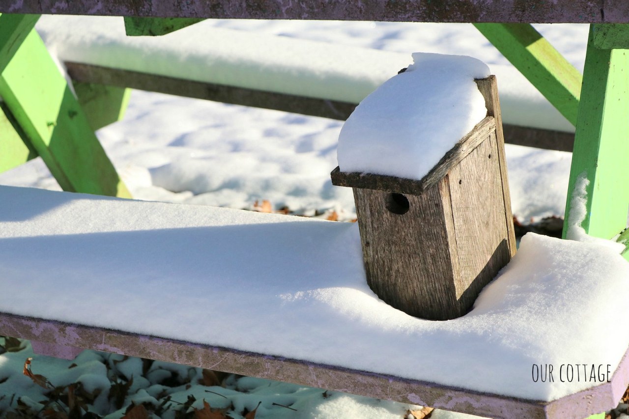 bird-house-on-picnic-table