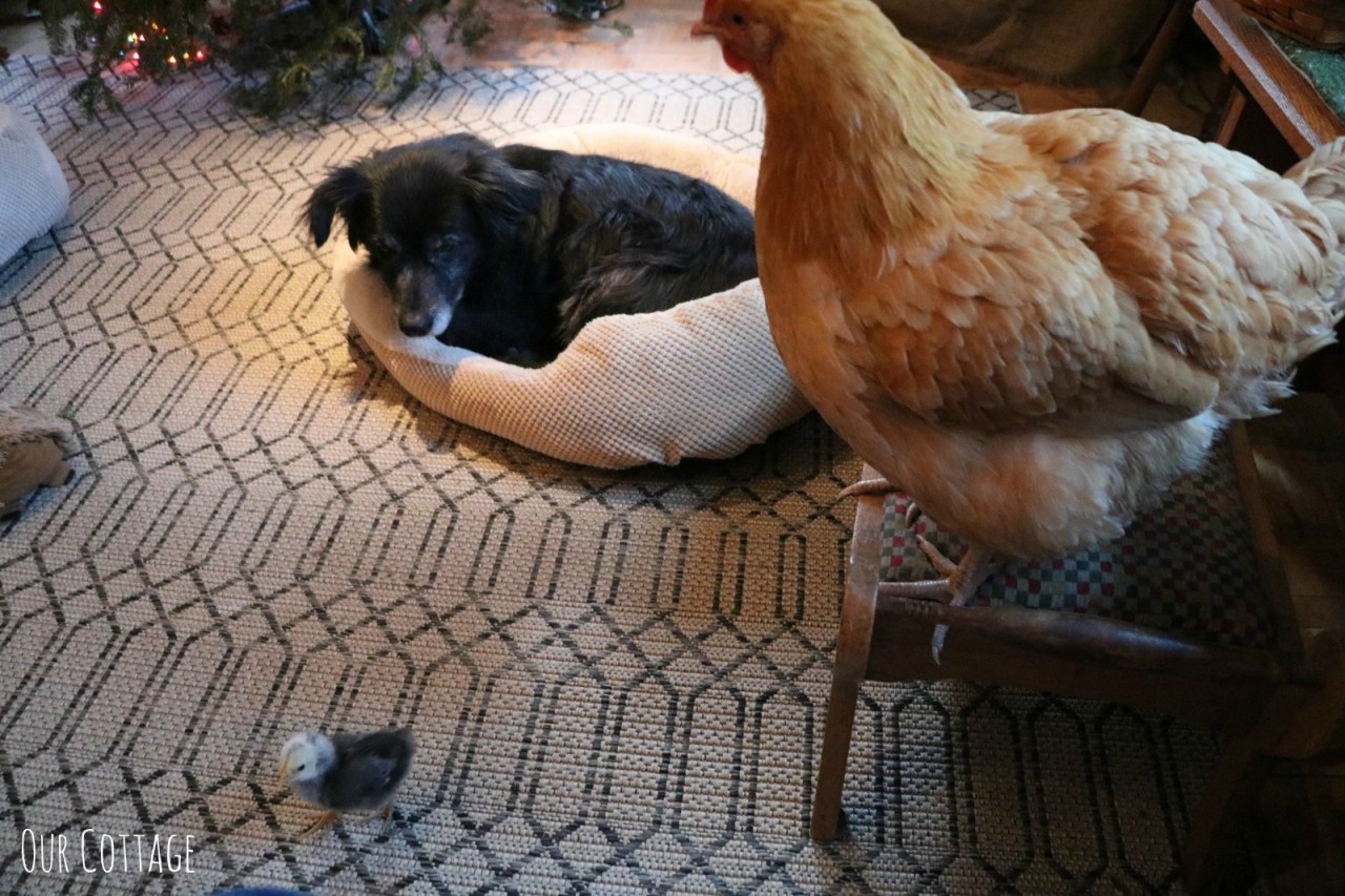 boo-daisy-and-winter