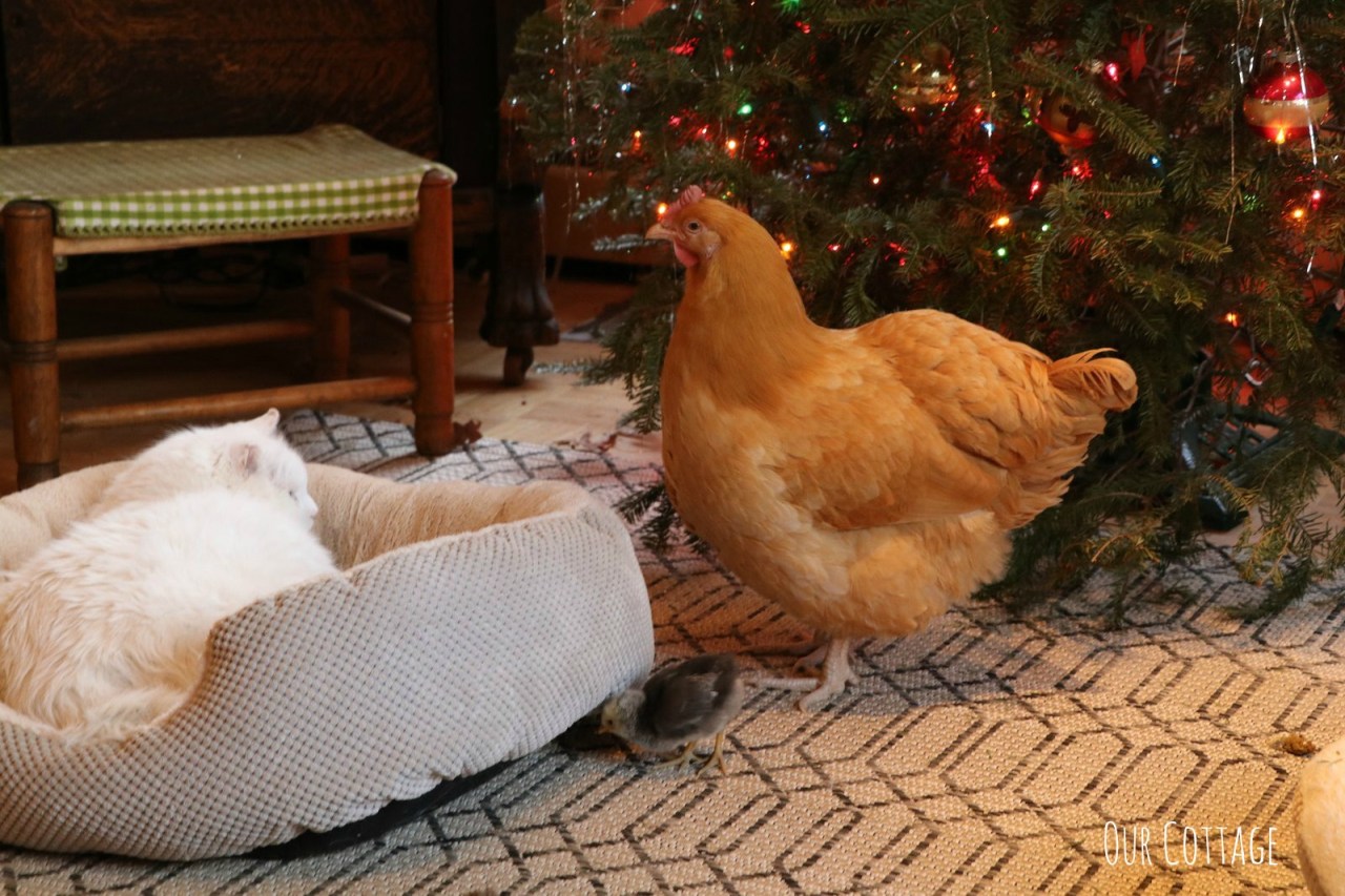 buddy-daisy-and-winter-2