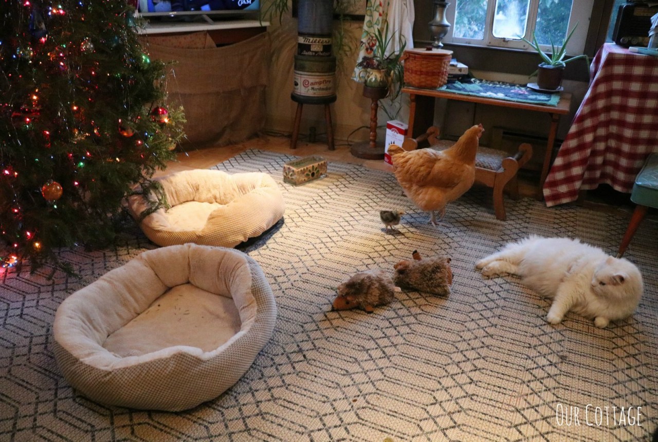 daisy-winter-and-buddy