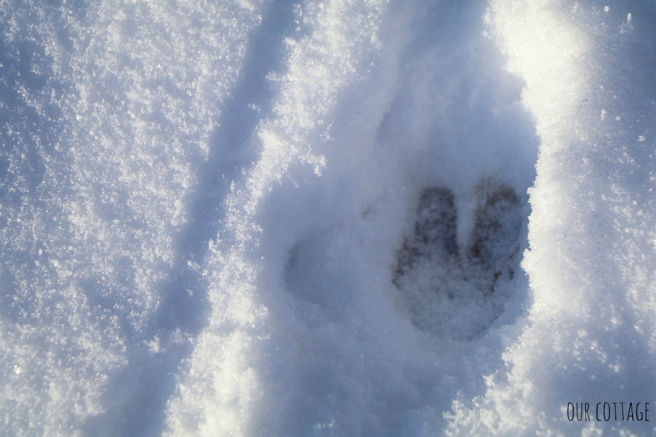 deer-tracks