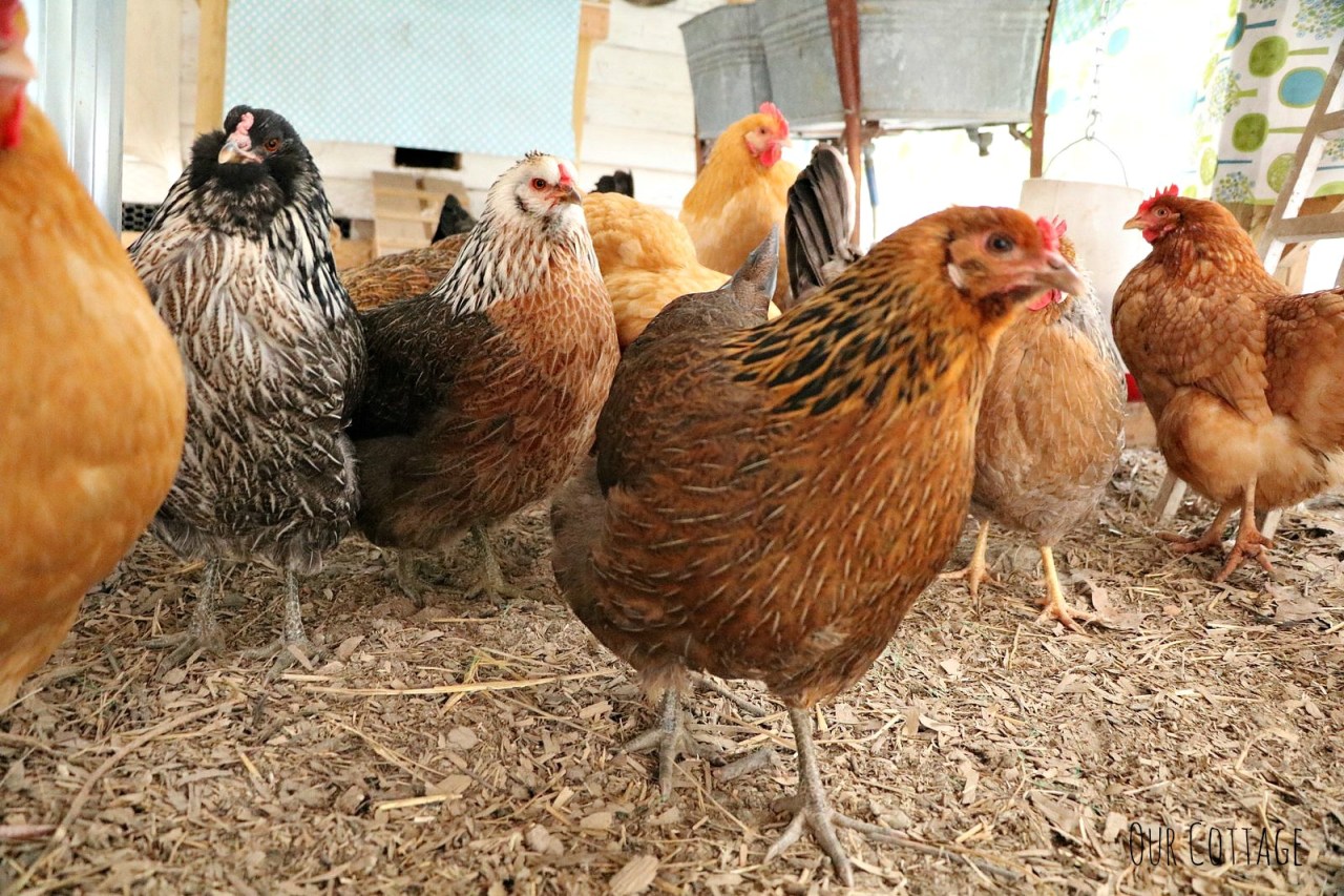 girly-girls-snow-day-2