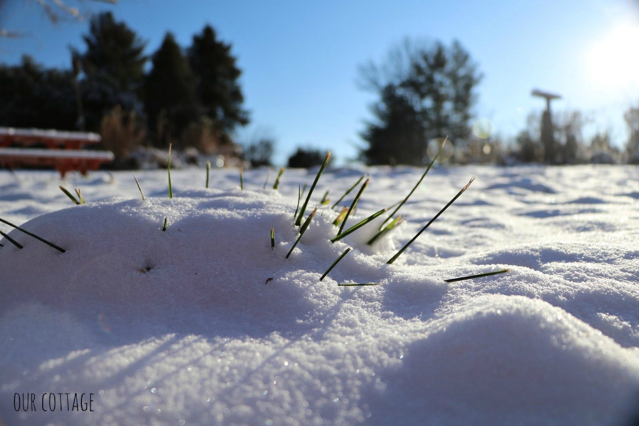 grass-poking-through-snow