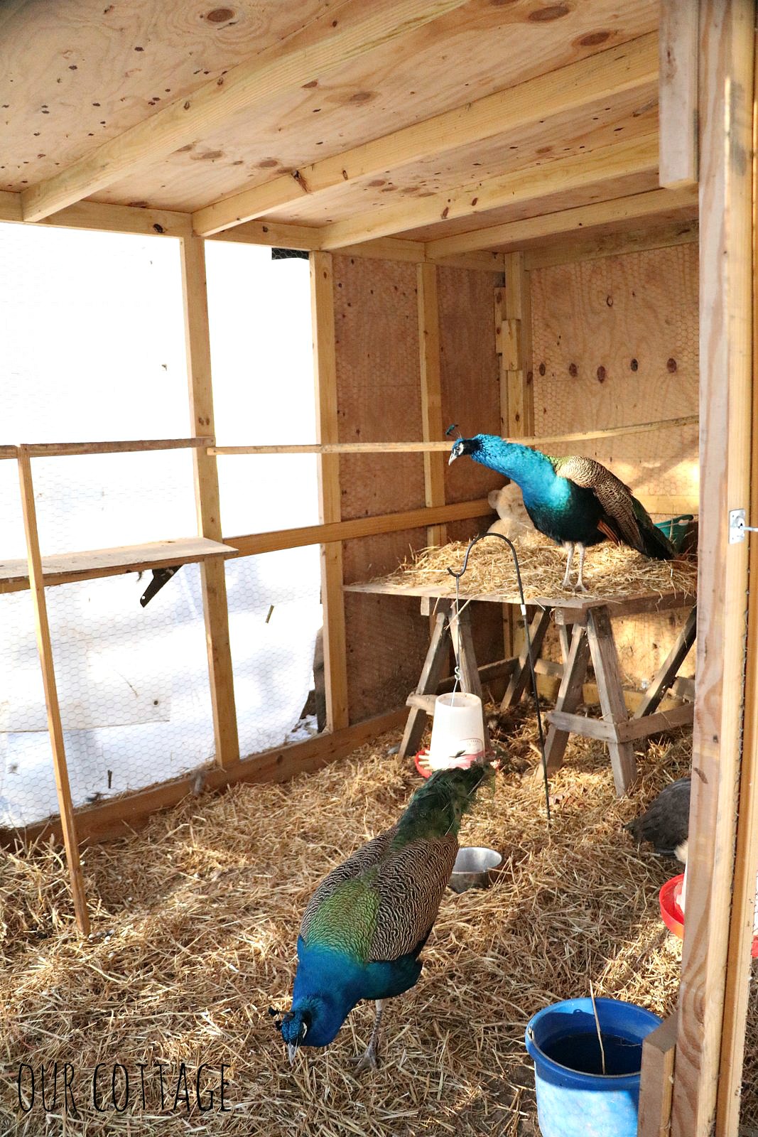 inside-the-pea-house