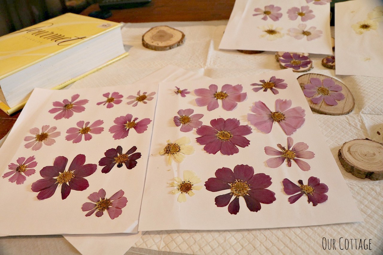 pressed-flowers-4