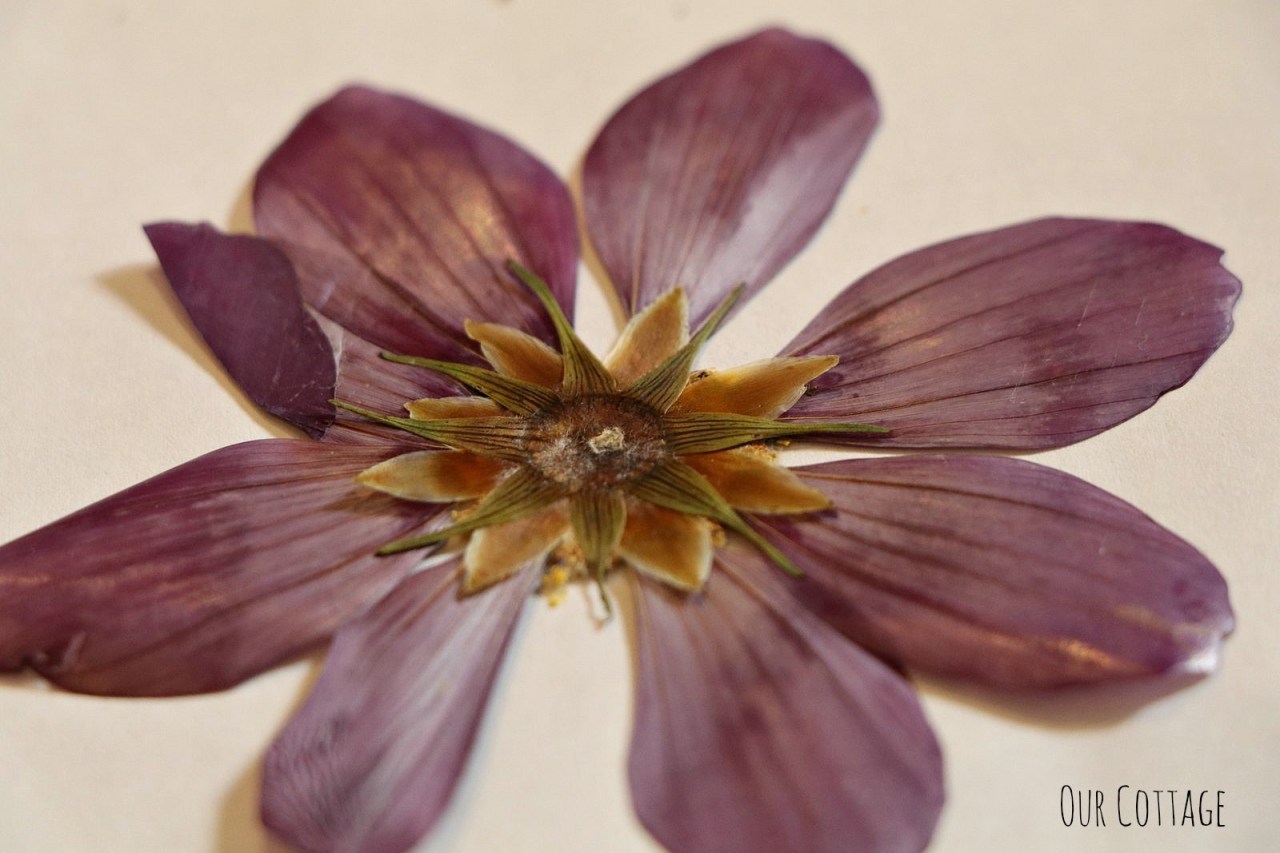 pressed-flowers-5