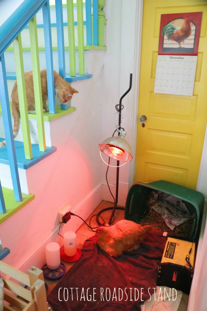 tc-watches-daisy-and-winter