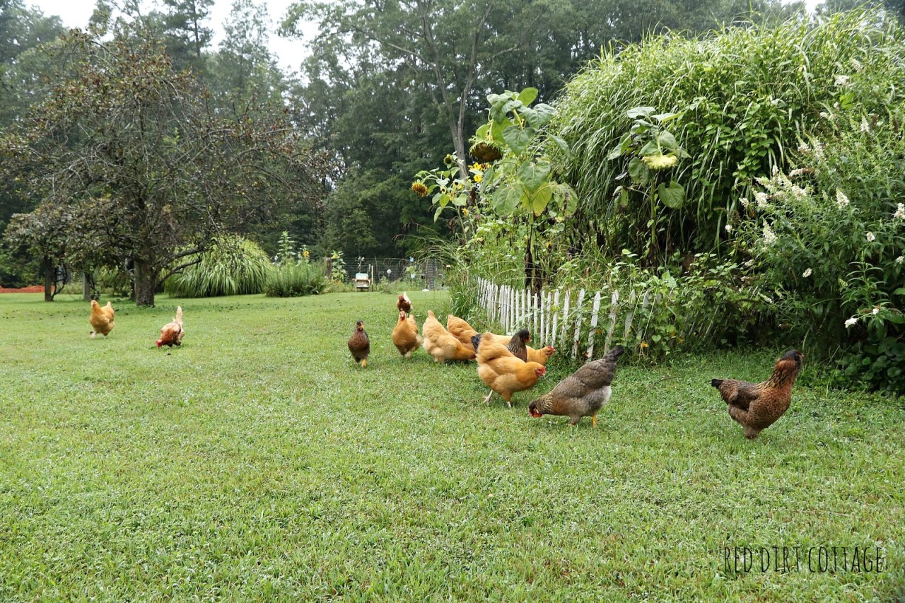 chickens-in-the-yard