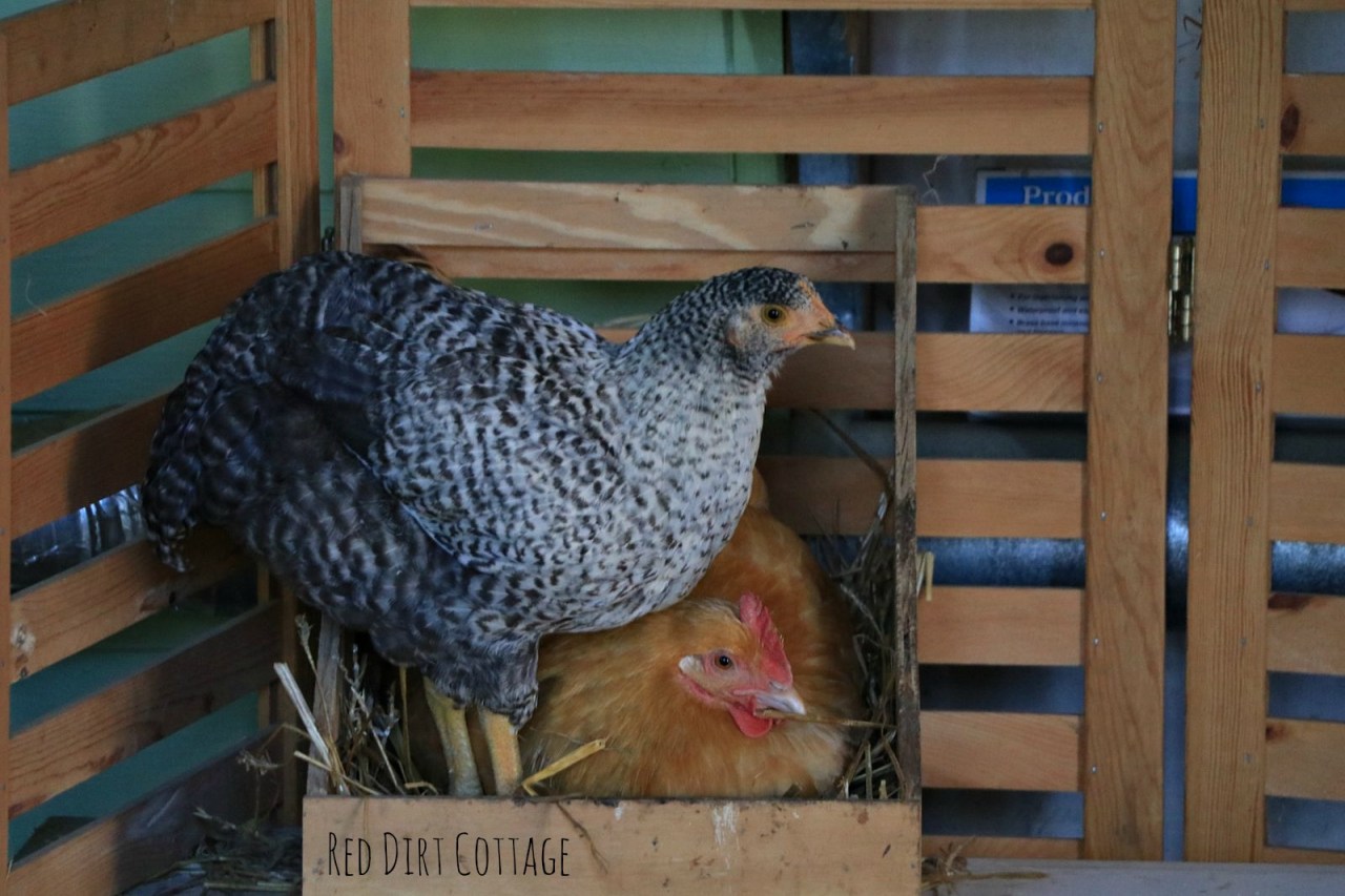 daisy-and-winter-in-the-nesting-box