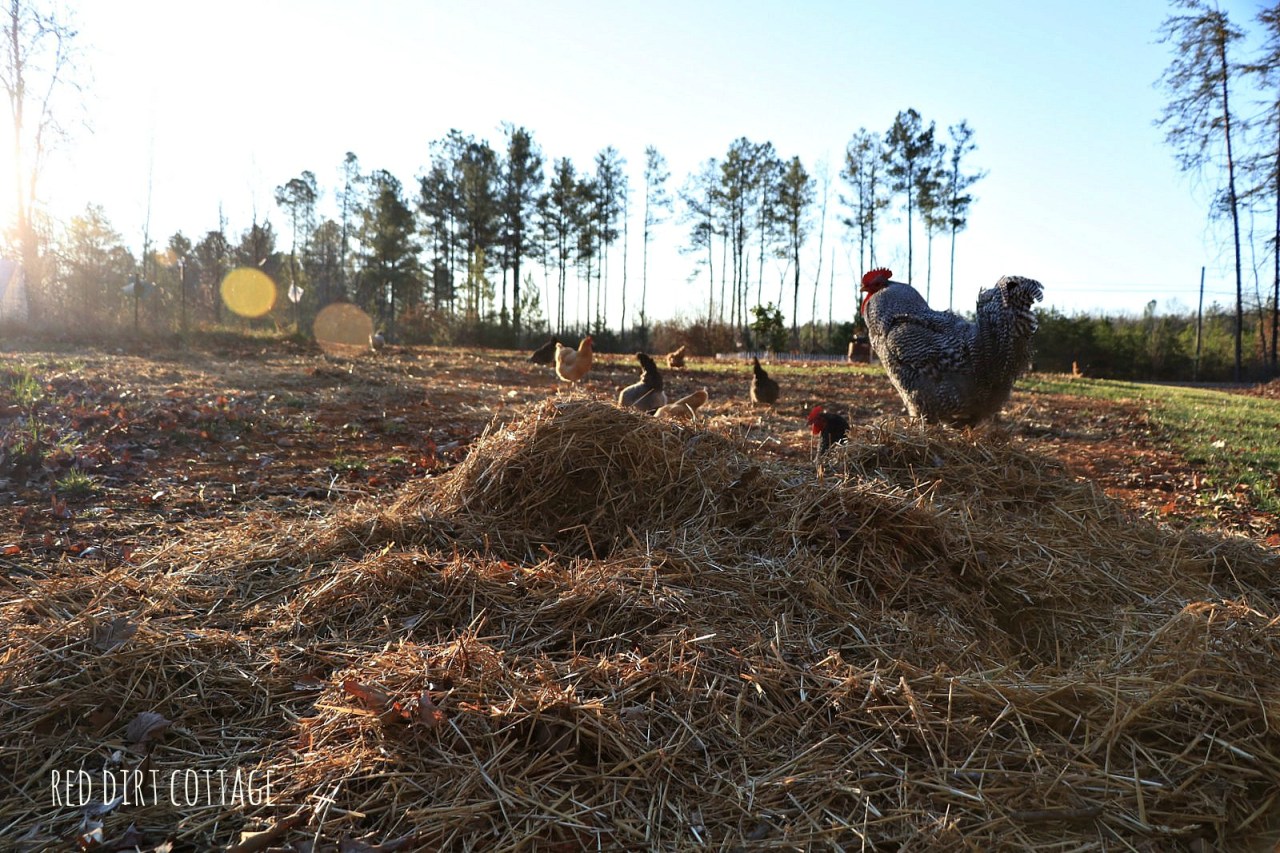 stanley-and-girls-at-compost